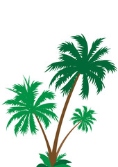 Fototapeta na wymiar palm tree isolated