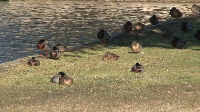Groupe de canards se r&eacute;chauffant au soleil
