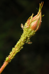 pucerons sur bourgeon de rosier