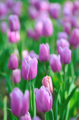 チューリップ