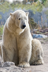 Fototapeta premium Sitting ice- or polarbear