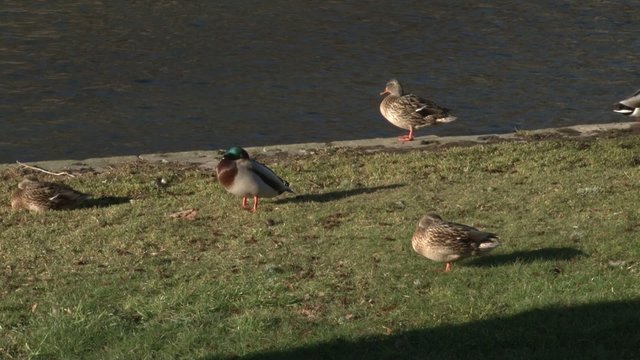 Groupe de canards se r&eacute;chauffant au soleil 2
