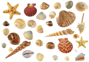 Set of sea cockleshells