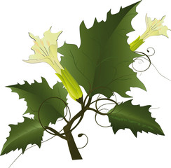 Wild flowers and leaves