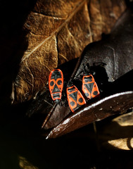 trois punaises gendarme sur des feuilles