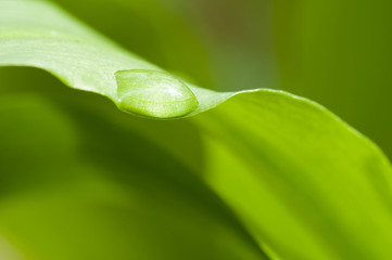Dew drop on blade of grass