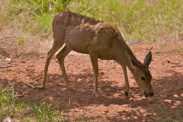 Mule deer (odocoileus hemionus)