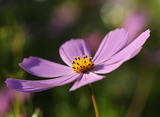 Obraz premium flower