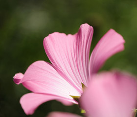 pink flower