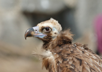 Vulture