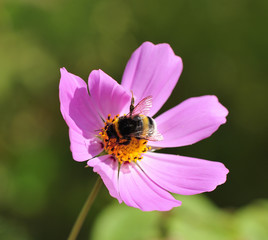 Flower and insect
