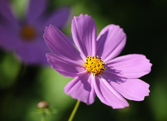 Obraz premium flower