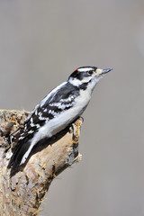 Downy Woodpecker