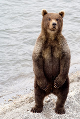 Fototapeta premium Brown bear