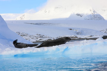 2 dangerous leopard seals