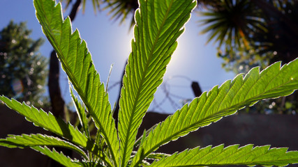 marihuana