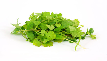 Organic cilantro herb
