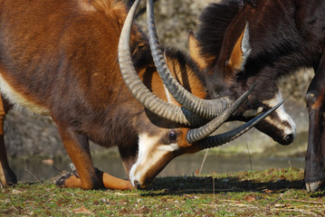 Rappenantilope