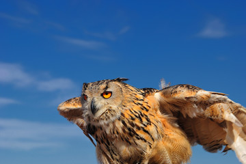 Buho Real Siberiano volando