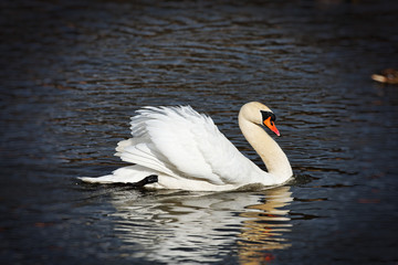 Graceful swan
