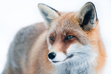 red fox (lat. vulpes vulpes) - 21043831