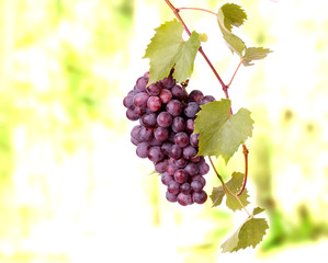 Red grape cluster