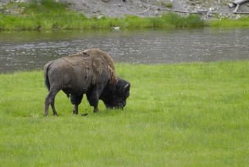 Bisonte a Yellowstone USA