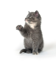cute gray kitten sitting and playing on white background