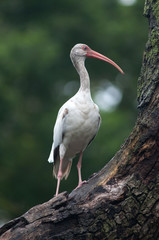 White Ibis