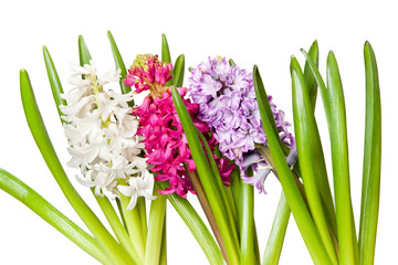 Fototapeta premium hyacinth