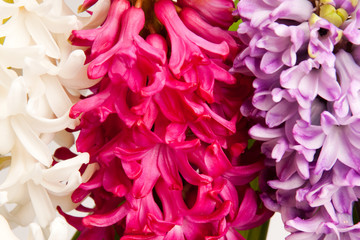 hyacinth