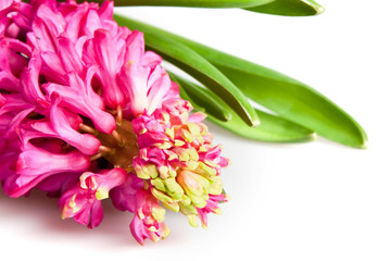 Fototapeta premium hyacinth