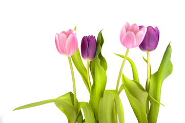 pink and purple tulips