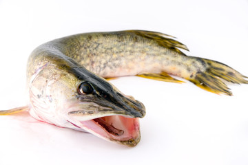 Pike