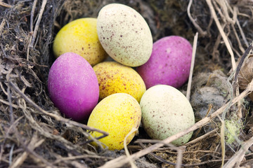 easter eggs in nest