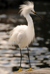 Snowy egret