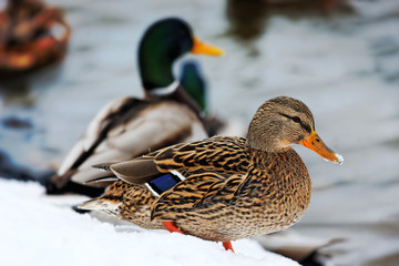 Mallard