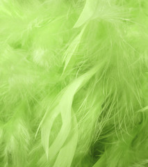 Green feathers