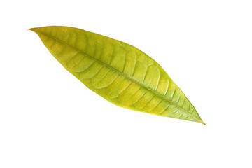 Autumn sheet