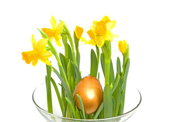 Yellow Daffodil flower with golden eater egg