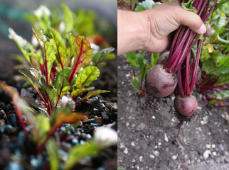 Growing Beetroot