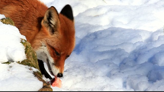Fuchs