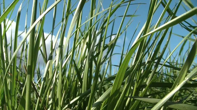 Wind in grass
