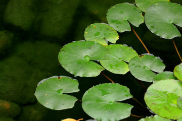 some floating plants.