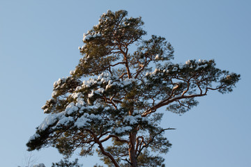 Snowy tree on blue sky background