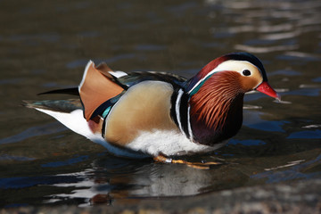 Male Mandarin Duck