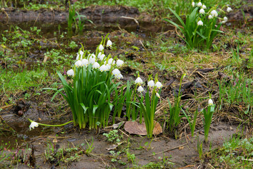 Märzenbecher - wild daffodil 22