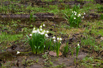 Märzenbecher - wild daffodil 23