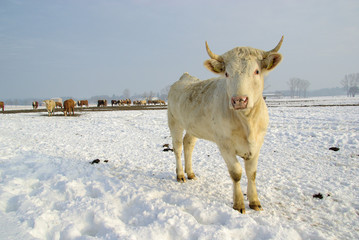 Rind - cow 41