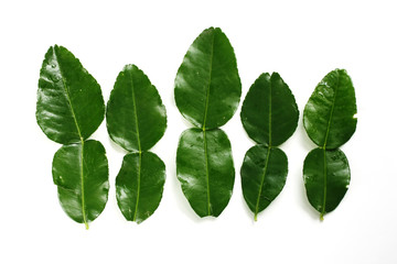 コブミカンの葉